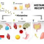 Histamine receptoren