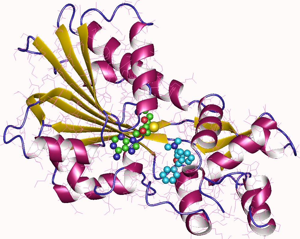 Wat is het HNMT enzym